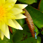 Goodale Park