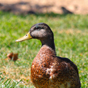 Goodale Park Wild Life